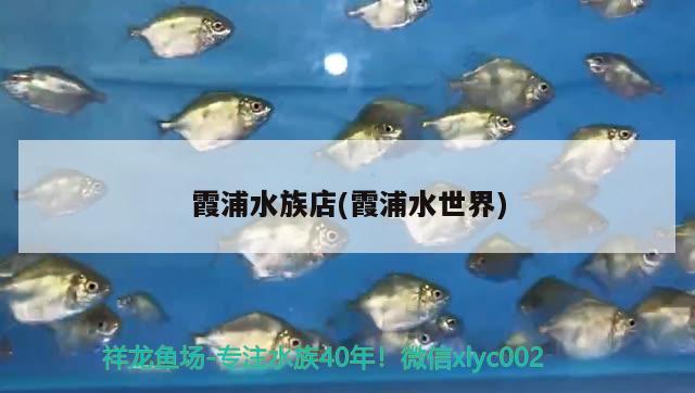 霞浦水族店(霞浦水世界) 祥龍進(jìn)口元寶鳳凰魚