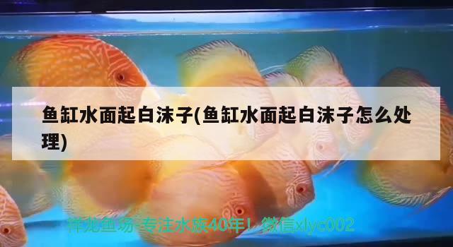 魚缸水面起白沫子(魚缸水面起白沫子怎么處理)