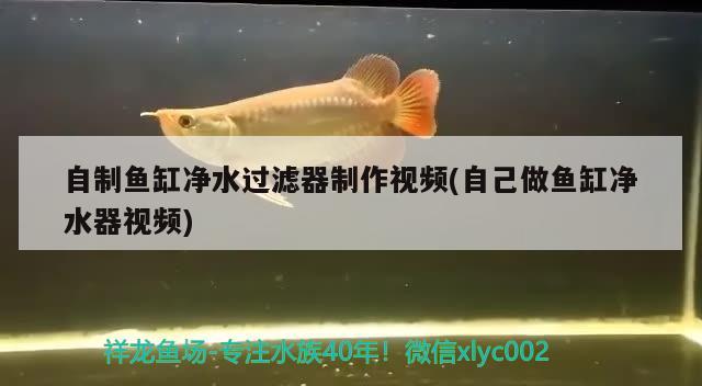 自制魚缸凈水過濾器制作視頻(自己做魚缸凈水器視頻)