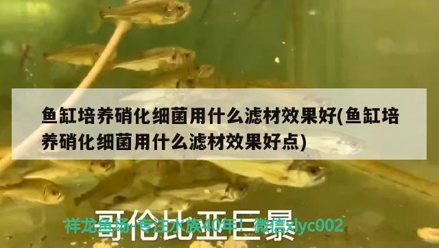 魚缸培養(yǎng)硝化細(xì)菌用什么濾材效果好(魚缸培養(yǎng)硝化細(xì)菌用什么濾材效果好點(diǎn))