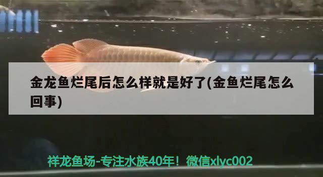 金龍魚爛尾后怎么樣就是好了(金魚爛尾怎么回事)