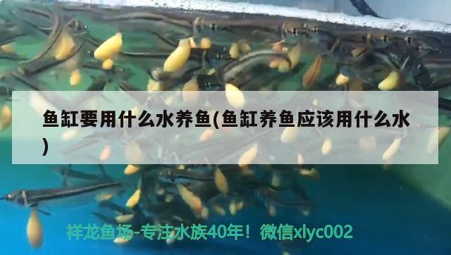 魚缸要用什么水養(yǎng)魚(魚缸養(yǎng)魚應(yīng)該用什么水) 祥龍魚場(chǎng)其他產(chǎn)品