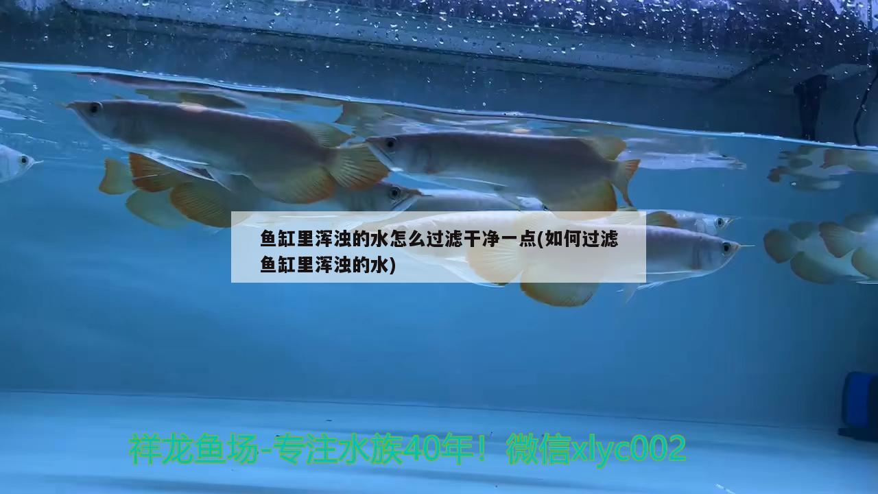 魚缸里渾濁的水怎么過濾干凈一點(diǎn)(如何過濾魚缸里渾濁的水) 戰(zhàn)車紅龍魚