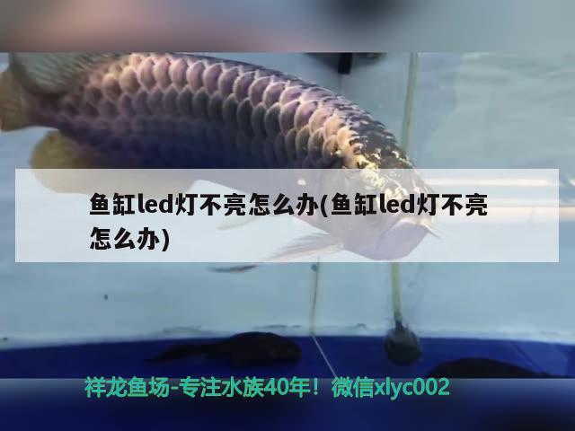 魚(yú)缸led燈不亮怎么辦(魚(yú)缸led燈不亮怎么辦)