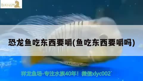 恐龍魚吃東西要嚼(魚吃東西要嚼嗎) B級(jí)過背金龍魚