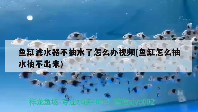 魚缸濾水器不抽水了怎么辦視頻(魚缸怎么抽水抽不出來) 飛鳳魚苗