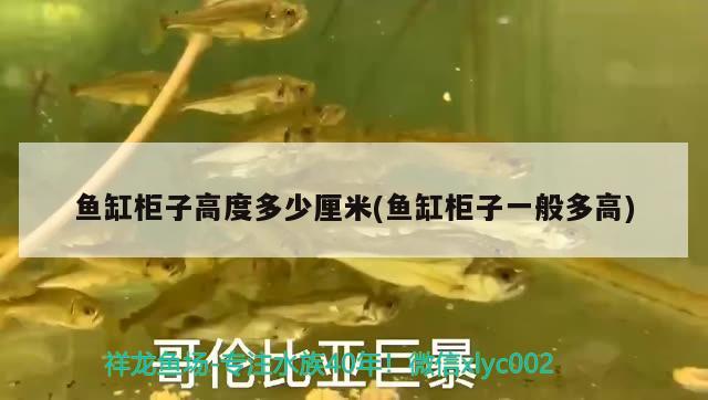 魚缸柜子高度多少厘米(魚缸柜子一般多高) 白子銀龍苗（黃化銀龍苗）