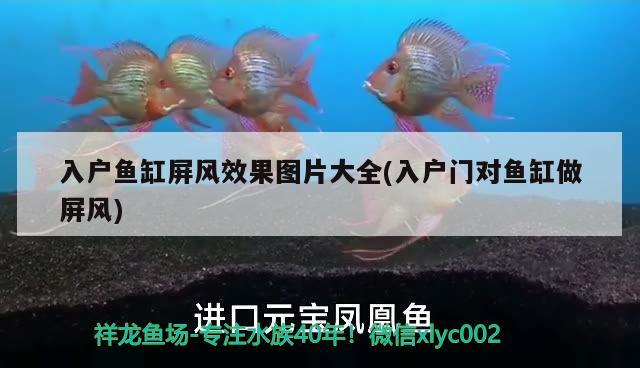 入戶魚缸屏風(fēng)效果圖片大全(入戶門對魚缸做屏風(fēng)) BD魟魚