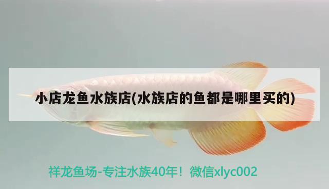 小店龍魚水族店(水族店的魚都是哪里買的) 夢幻雷龍魚