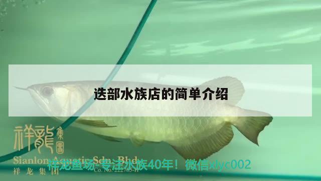 迭部水族店的簡(jiǎn)單介紹 黃鰭鯧魚