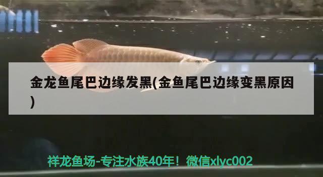 金龍魚尾巴邊緣發(fā)黑(金魚尾巴邊緣變黑原因) 黑帝王魟魚