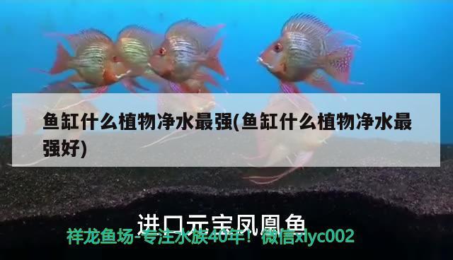 魚(yú)缸什么植物凈水最強(qiáng)(魚(yú)缸什么植物凈水最強(qiáng)好) 圖騰金龍魚(yú)