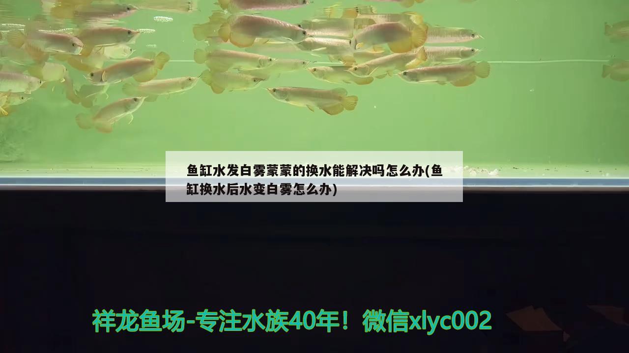 魚缸水發(fā)白霧蒙蒙的換水能解決嗎怎么辦(魚缸換水后水變白霧怎么辦) 紅頭利魚