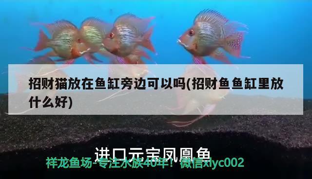 招財貓放在魚缸旁邊可以嗎(招財魚魚缸里放什么好) 白化火箭魚