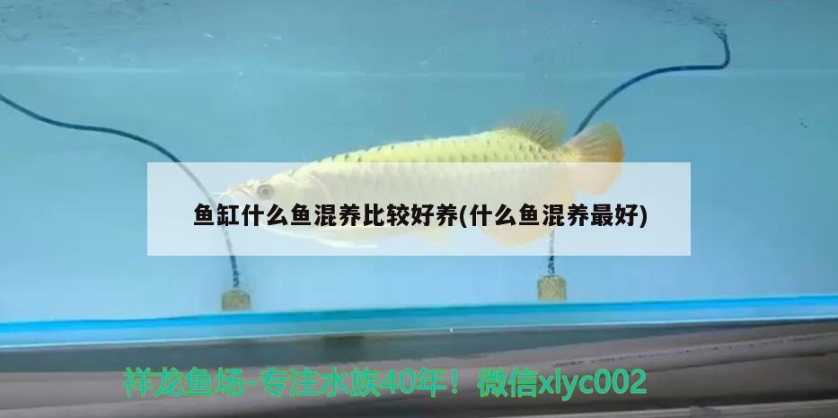 魚(yú)缸什么魚(yú)混養(yǎng)比較好養(yǎng)(什么魚(yú)混養(yǎng)最好) 藍(lán)帆三間魚(yú)