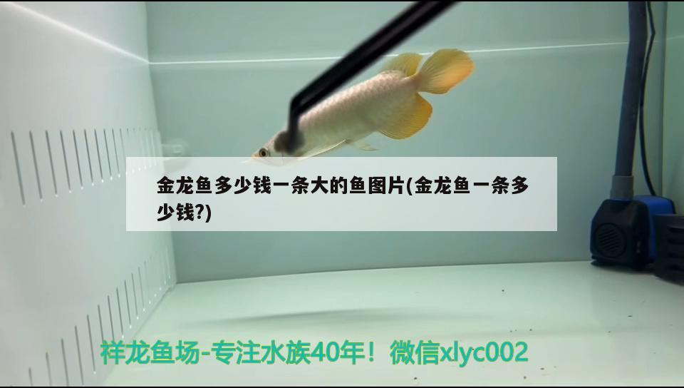 金龍魚多少錢一條大的魚圖片(金龍魚一條多少錢?) 球鯊魚