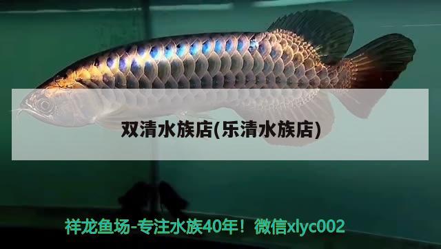 雙清水族店(樂清水族店) 財(cái)神鸚鵡魚