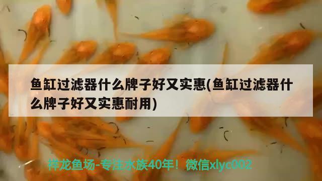 魚缸過濾器什么牌子好又實惠(魚缸過濾器什么牌子好又實惠耐用) 過背金龍魚