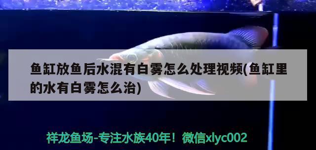 魚缸放魚后水混有白霧怎么處理視頻(魚缸里的水有白霧怎么治) 觀賞魚水族批發(fā)市場(chǎng)