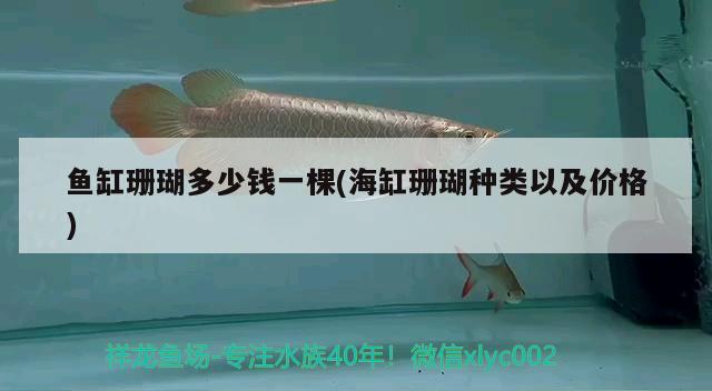 魚缸珊瑚多少錢一棵(海缸珊瑚種類以及價(jià)格)