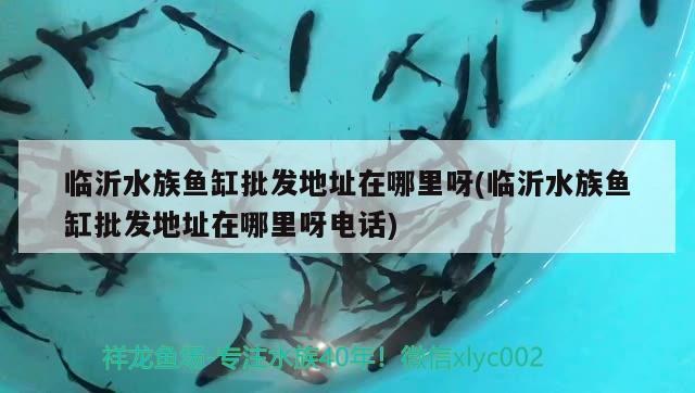 臨沂水族魚缸批發(fā)地址在哪里呀(臨沂水族魚缸批發(fā)地址在哪里呀電話)