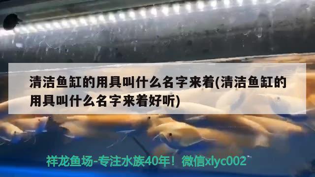 清潔魚缸的用具叫什么名字來著(清潔魚缸的用具叫什么名字來著好聽)