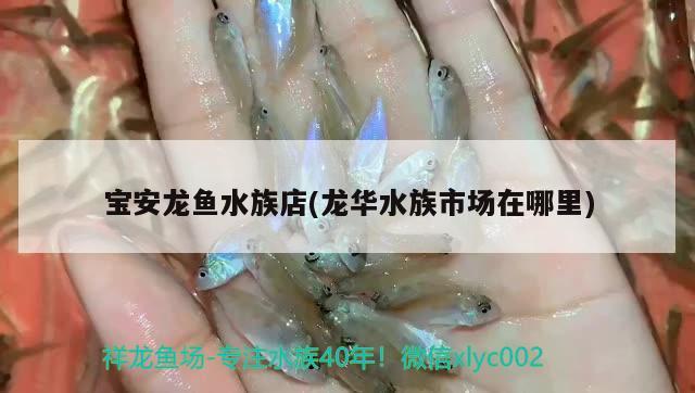 寶安龍魚水族店(龍華水族市場在哪里) 魚缸風(fēng)水