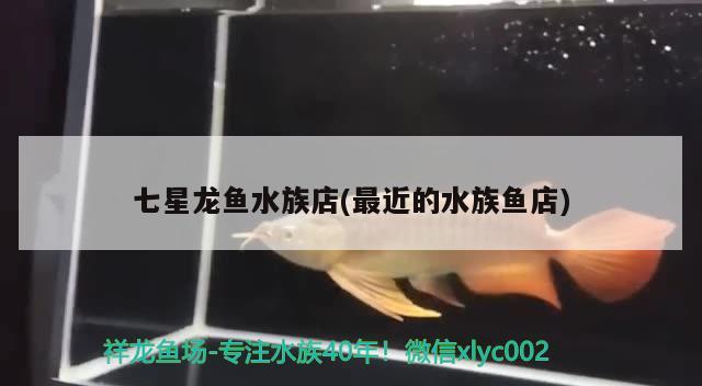 七星龍魚水族店(最近的水族魚店) 招財(cái)戰(zhàn)船魚