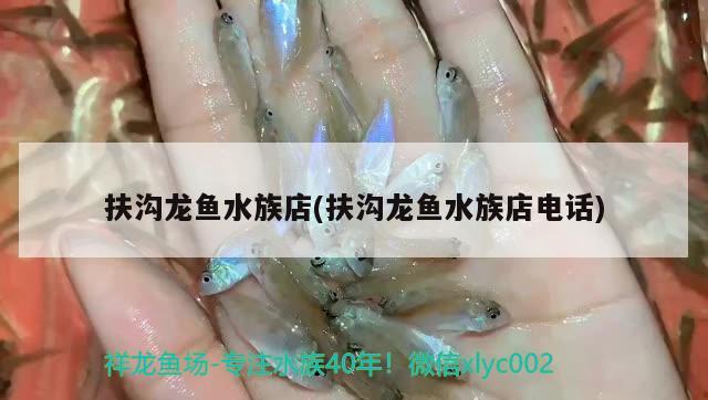 扶溝龍魚水族店(扶溝龍魚水族店電話) 觀賞魚市場