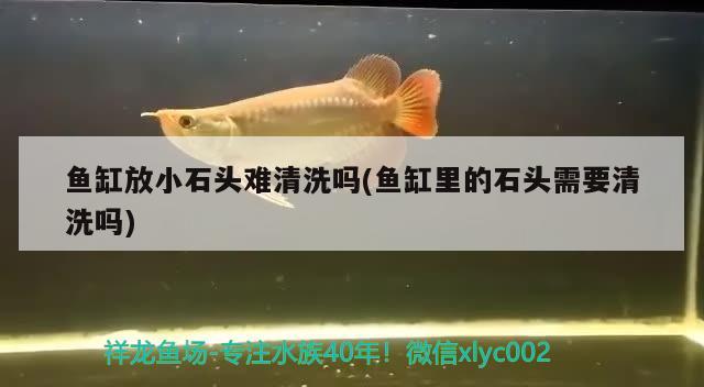 魚缸放小石頭難清洗嗎(魚缸里的石頭需要清洗嗎)