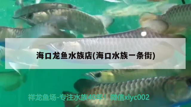 ?？邶堲~(yú)水族店(?？谒逡粭l街) 黃吉金龍（白子金龍魚(yú)）