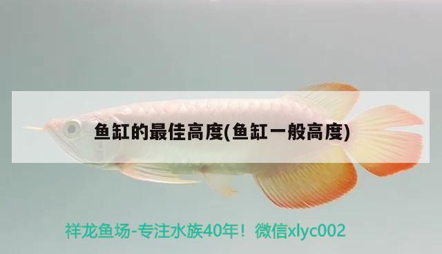 魚缸的最佳高度(魚缸一般高度)