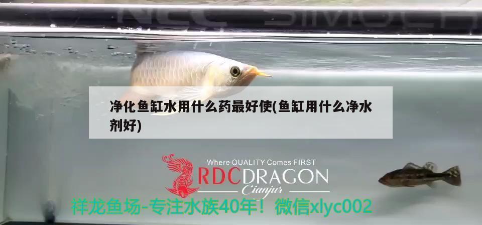 凈化魚缸水用什么藥最好使(魚缸用什么凈水劑好) 廣州水族器材濾材批發(fā)市場