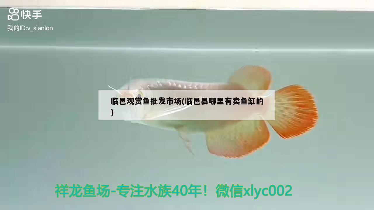 臨邑觀賞魚批發(fā)市場(臨邑縣哪里有賣魚缸的) 觀賞魚批發(fā)