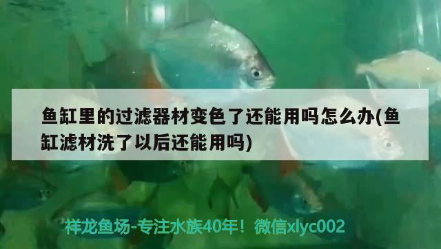 魚缸里的過濾器材變色了還能用嗎怎么辦(魚缸濾材洗了以后還能用嗎) 翡翠鳳凰魚