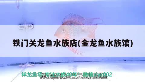 鐵門關(guān)龍魚水族店(金龍魚水族館)