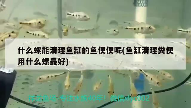 什么螺能清理魚缸的魚便便呢(魚缸清理糞便用什么螺最好) 暹羅巨鯉