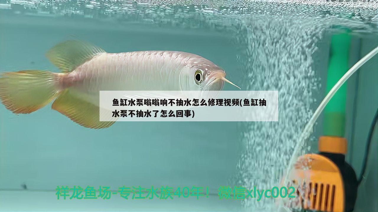 魚缸水泵嗡嗡響不抽水怎么修理視頻(魚缸抽水泵不抽水了怎么回事) 魚缸水泵