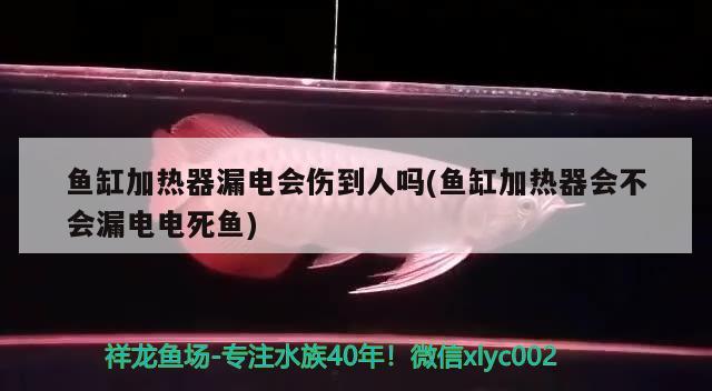 魚缸加熱器漏電會(huì)傷到人嗎(魚缸加熱器會(huì)不會(huì)漏電電死魚)