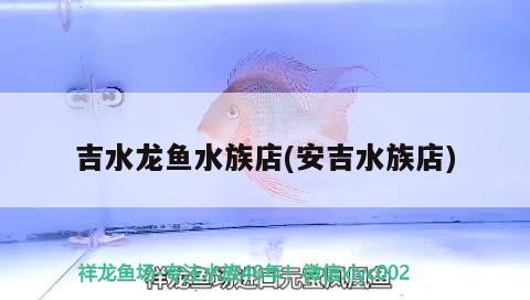 吉水龍魚水族店(安吉水族店) 大白鯊魚