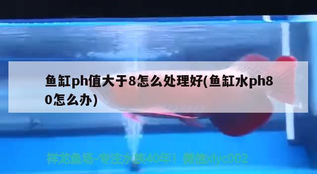 魚缸ph值大于8怎么處理好(魚缸水ph80怎么辦) 虎紋銀版魚