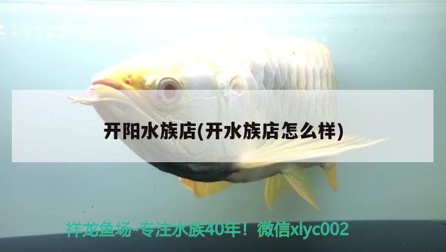 開陽水族店(開水族店怎么樣) 豹紋夫魚苗