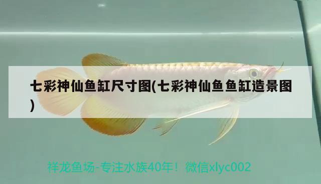 七彩神仙魚缸尺寸圖(七彩神仙魚魚缸造景圖) 七彩神仙魚