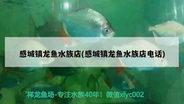 感城鎮(zhèn)龍魚水族店(感城鎮(zhèn)龍魚水族店電話) 祥龍魚場