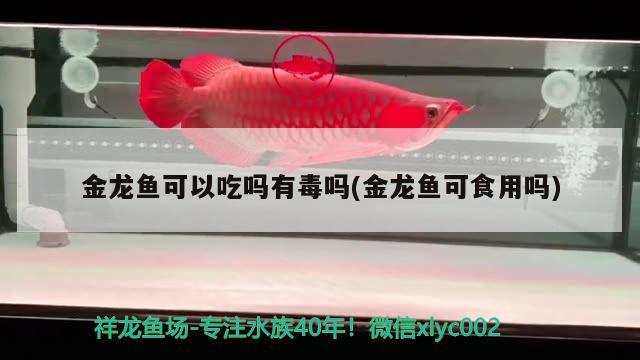 金龍魚可以吃嗎有毒嗎(金龍魚可食用嗎)