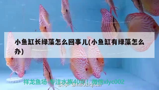 小魚缸長(zhǎng)綠藻怎么回事兒(小魚缸有綠藻怎么辦) 一眉道人魚苗