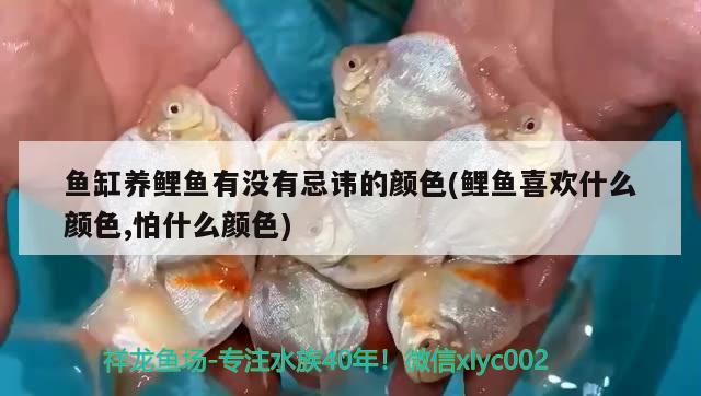 魚缸養(yǎng)鯉魚有沒有忌諱的顏色(鯉魚喜歡什么顏色,怕什么顏色) 黃金鴨嘴魚