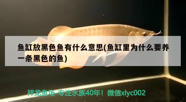 魚(yú)缸放黑色魚(yú)有什么意思(魚(yú)缸里為什么要養(yǎng)一條黑色的魚(yú)) 二氧化碳設(shè)備