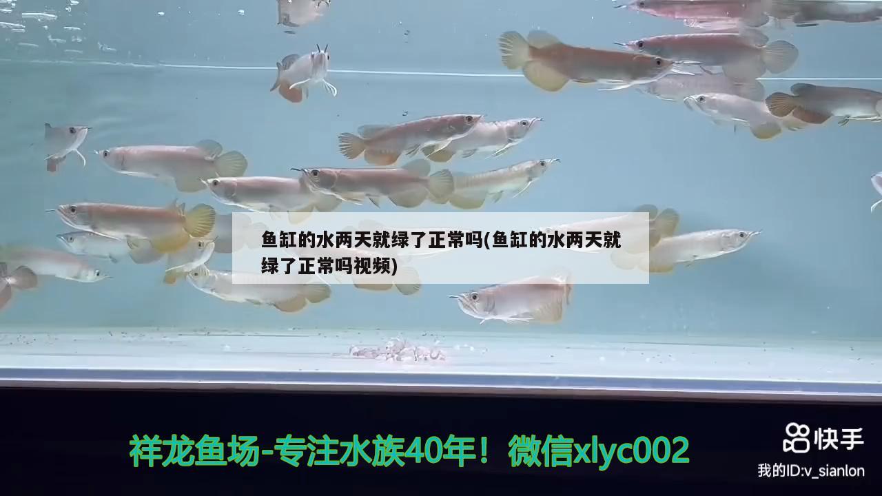 魚缸的水兩天就綠了正常嗎(魚缸的水兩天就綠了正常嗎視頻)