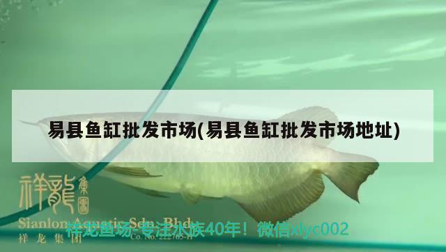 易縣魚缸批發(fā)市場(易縣魚缸批發(fā)市場地址) 養(yǎng)魚知識